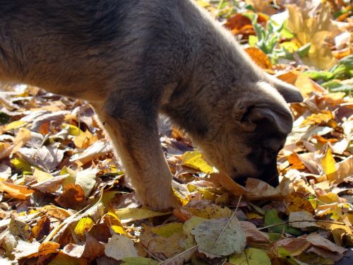 puppy leaves autumn