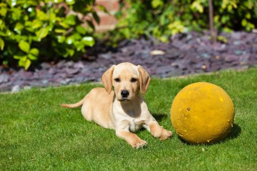 puppy golden retriever ball