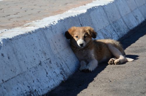 puppy dog roadside