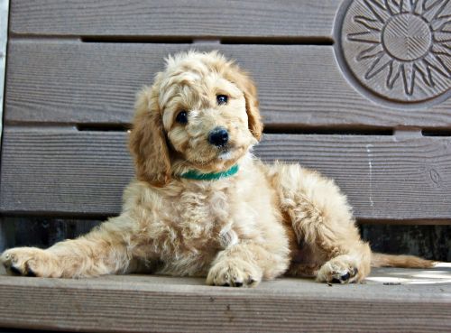 puppy bench sitting