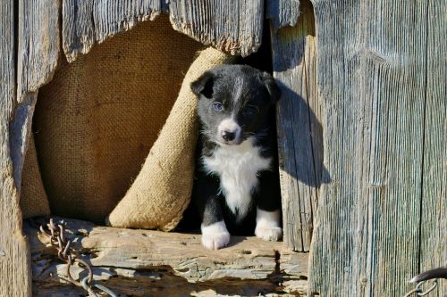 puppy wooden houses mixrasse