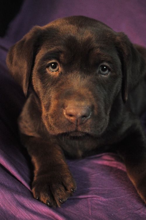 puppy labrador chocolate