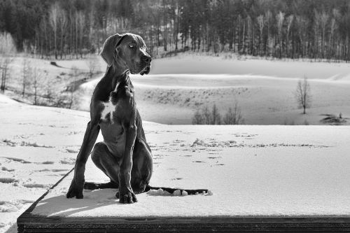 puppy great dane dog