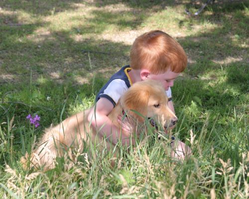 puppy boy cute