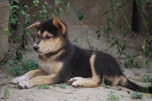 puppy resting animal