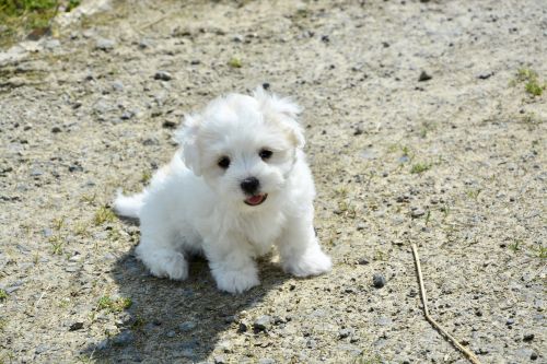 puppy dog cotton tulear