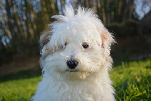 puppy dog white
