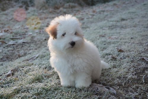 puppy cotton tulear dog