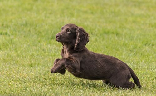 puppy cocker spaniel