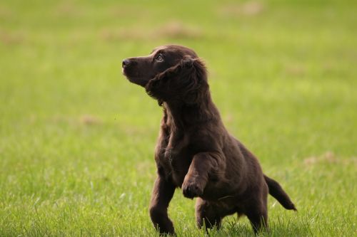 puppy cocker spaniel