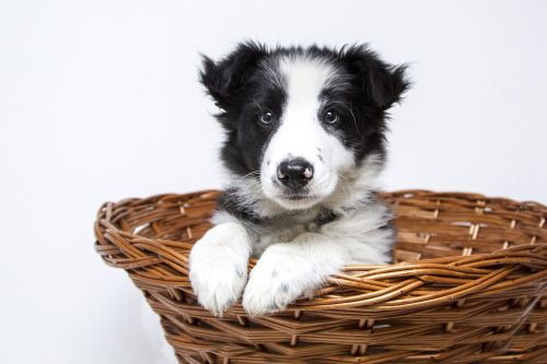 puppy dogs collie