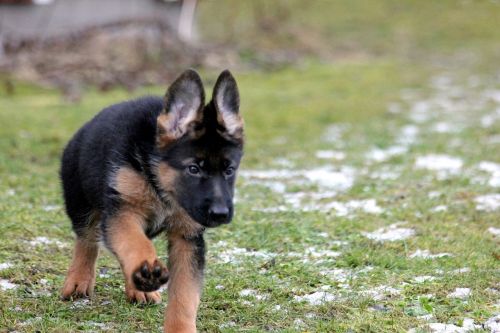 puppy german shepherd german