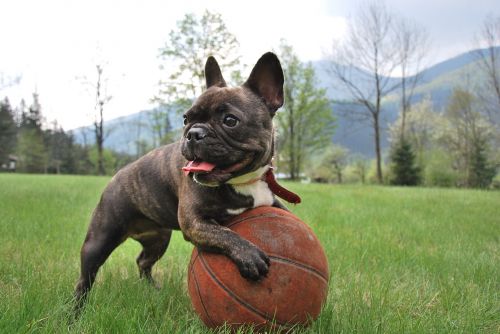 puppy french bulldog nature