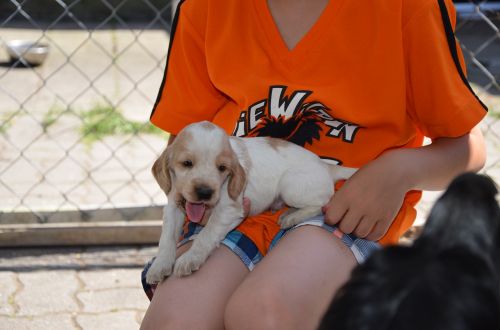 puppy brown white