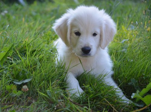 puppy golden retriever dog