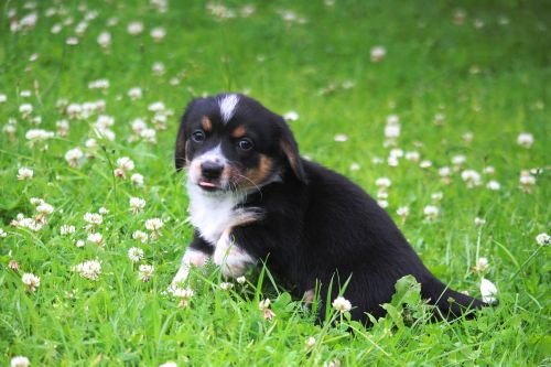 puppy doggy grass