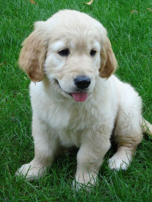 puppy golden cute