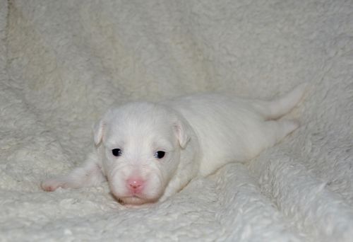 puppy baby cotton tulear