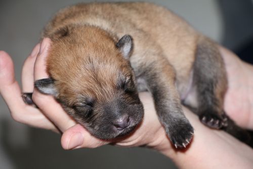 puppy eurasians dog