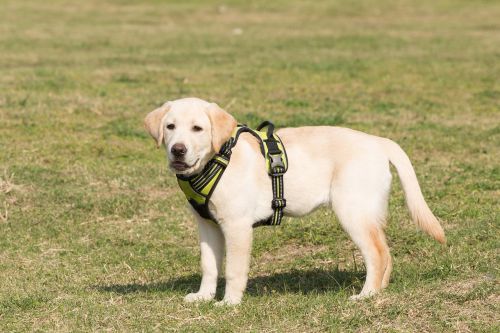 puppy lawn labrador