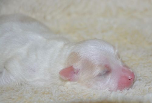 puppy new born cotton tulear dog