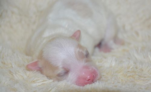 puppy baby dog new born