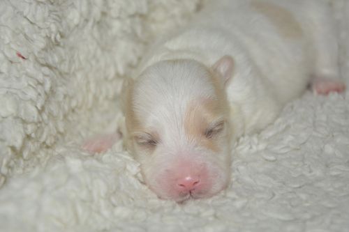 puppy cotton tulear new-born