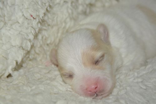 puppy new-born cotton tulear
