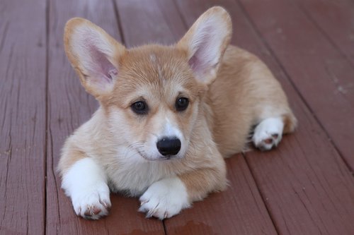 puppy  corgi  dog