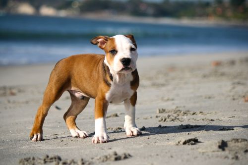 puppy pitbull dog