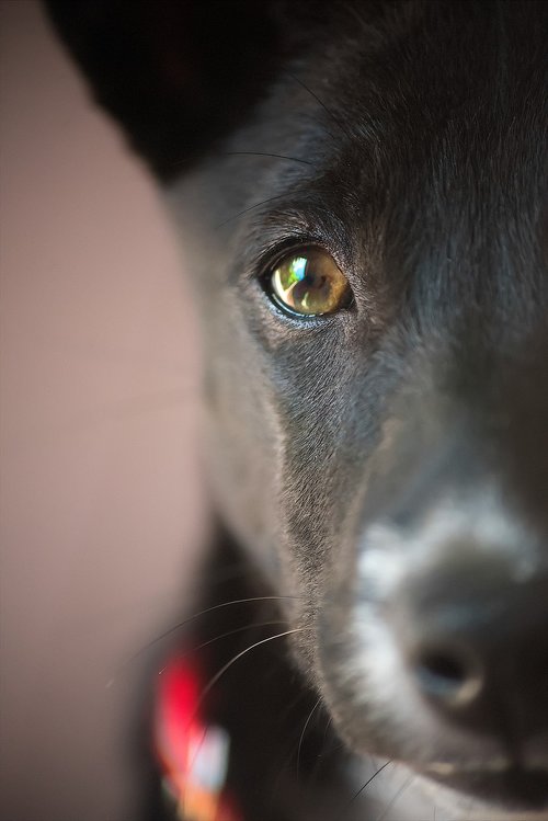 puppy  closeup  portrait