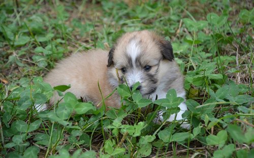 puppy  pup  puppies colour fawn with black overlay