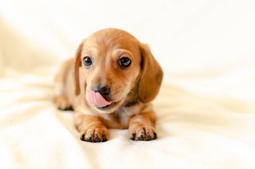 puppy  dog  dachshund