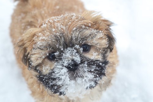 puppy  dog  snow