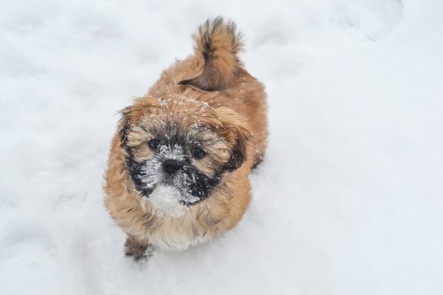 puppy  dog  snow