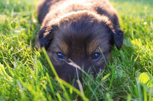 puppy  cute  dog