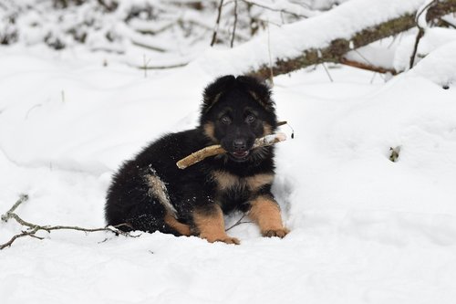 puppy  dog  german shepherd