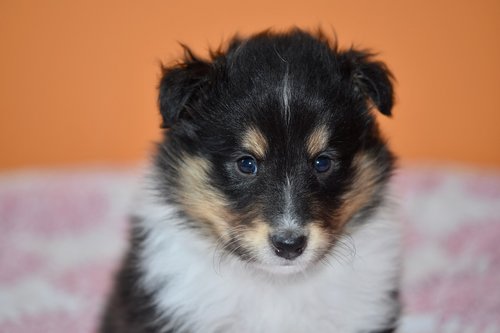 puppy  puppy shetland sheepdog  animal