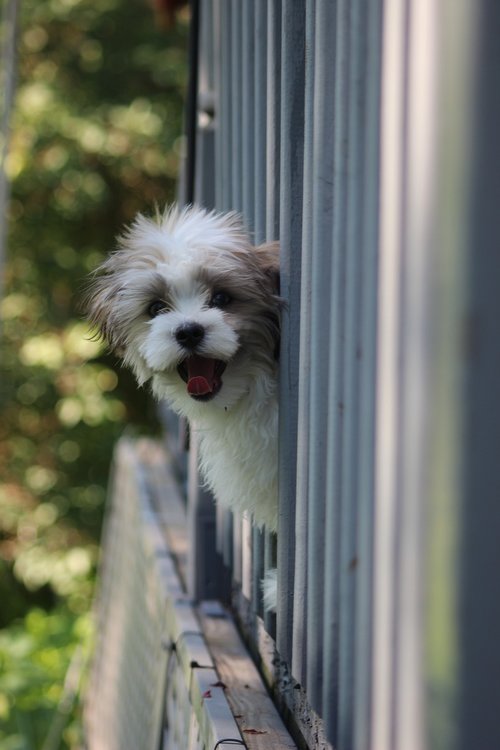 puppy  shihtese  happy dog