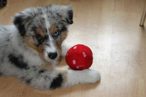 puppy dog ball