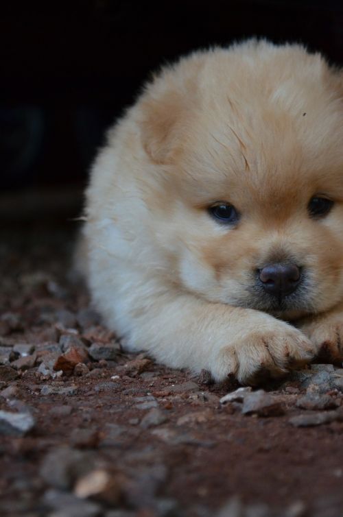 puppy chow chow chow-chow