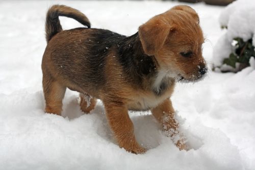 puppy terrier snow