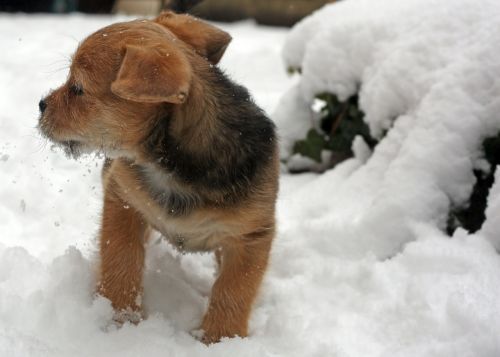 puppy terrier snow