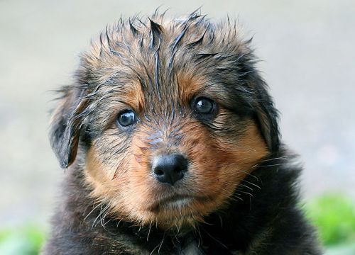 puppy wet dog