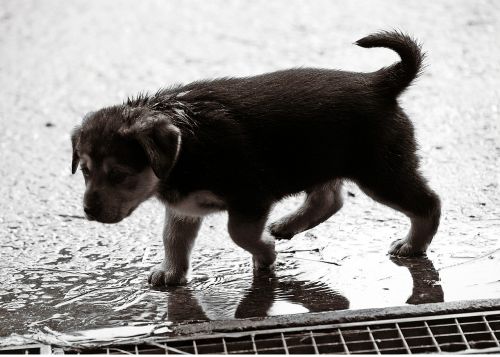 puppy wet rain
