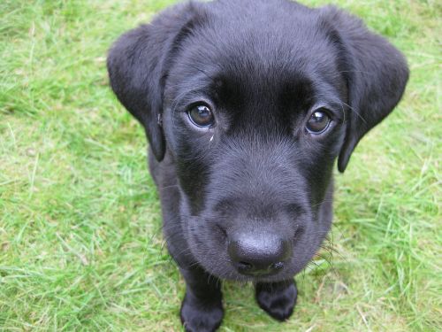 puppy black labrador