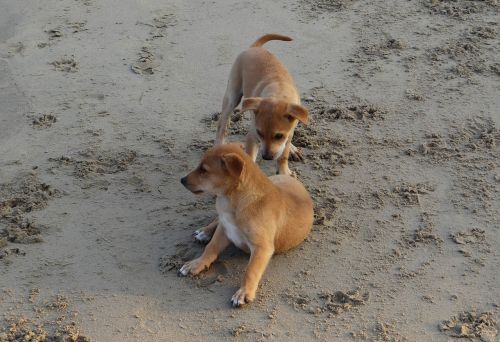 puppy beach sand