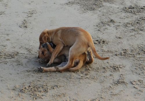 puppy beach sand
