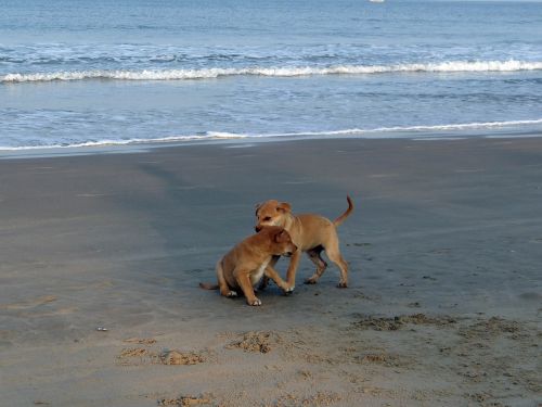 puppy beach sand