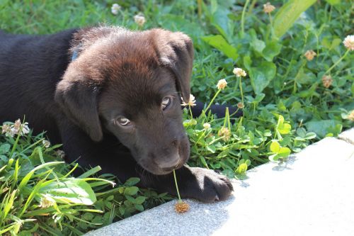 puppy black labrador